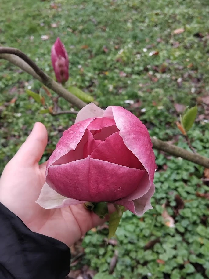 Poupě